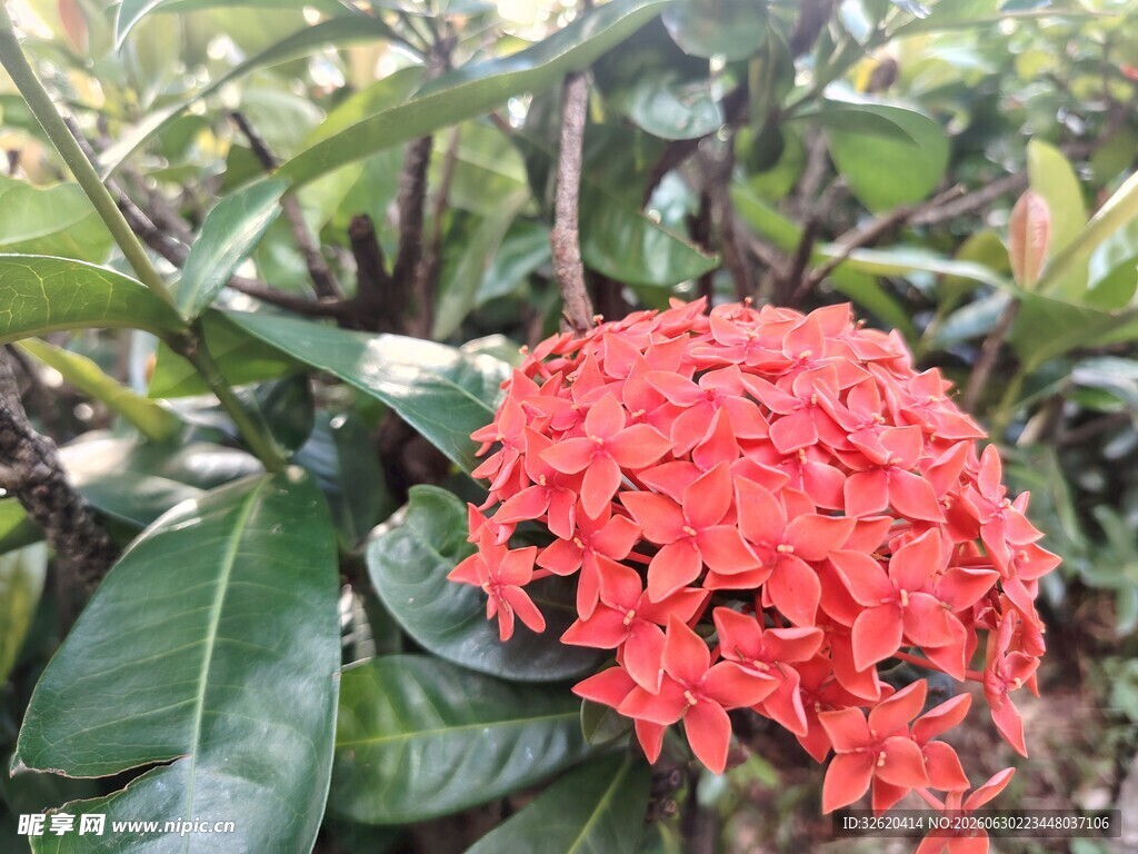 龙船花