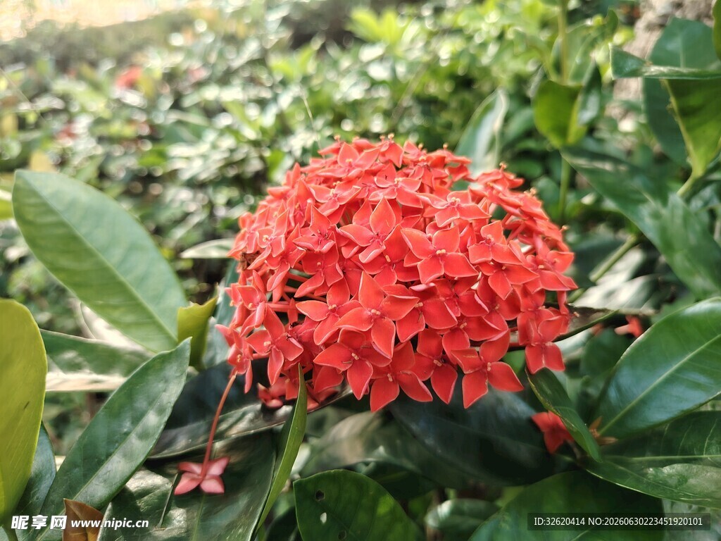 龙船花