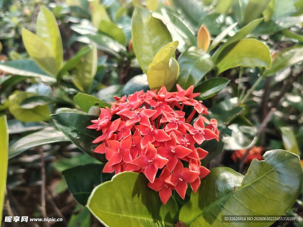 龙船花