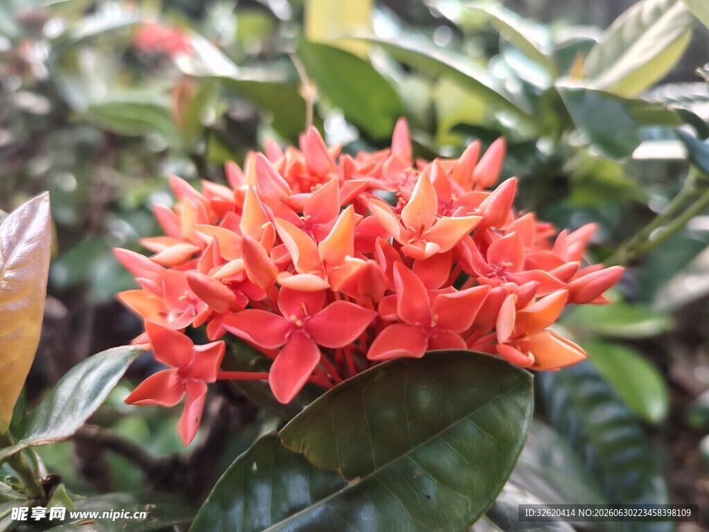 龙船花