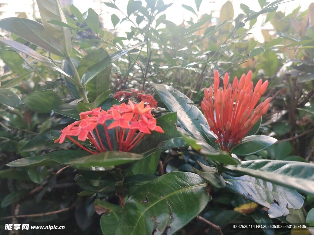 龙船花