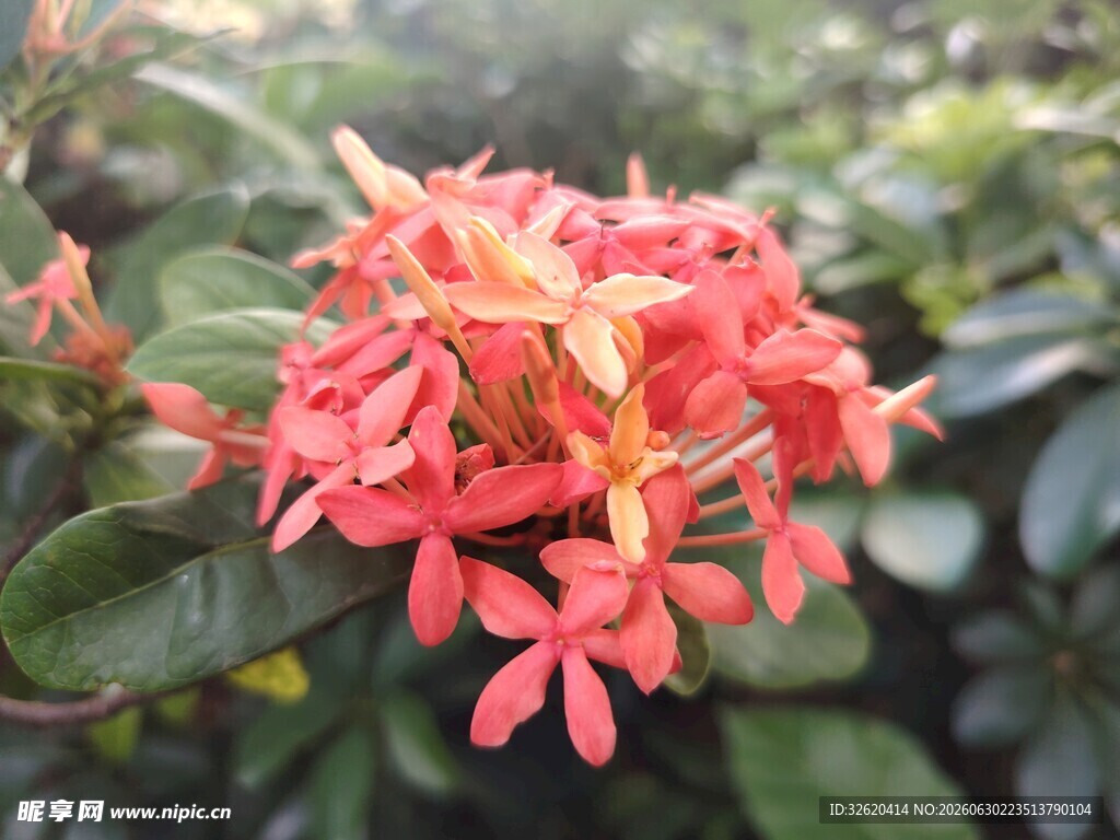 龙船花