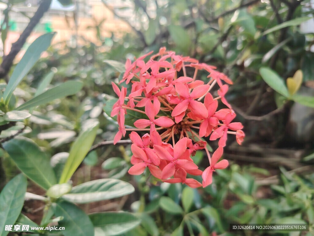 龙船花