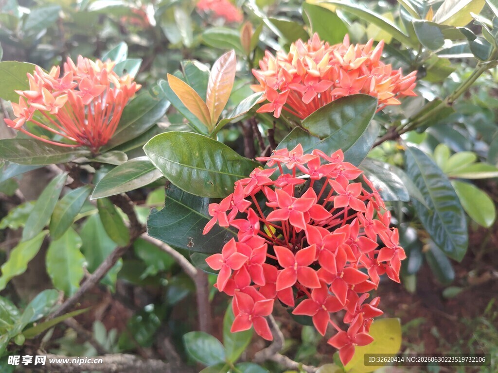 龙船花