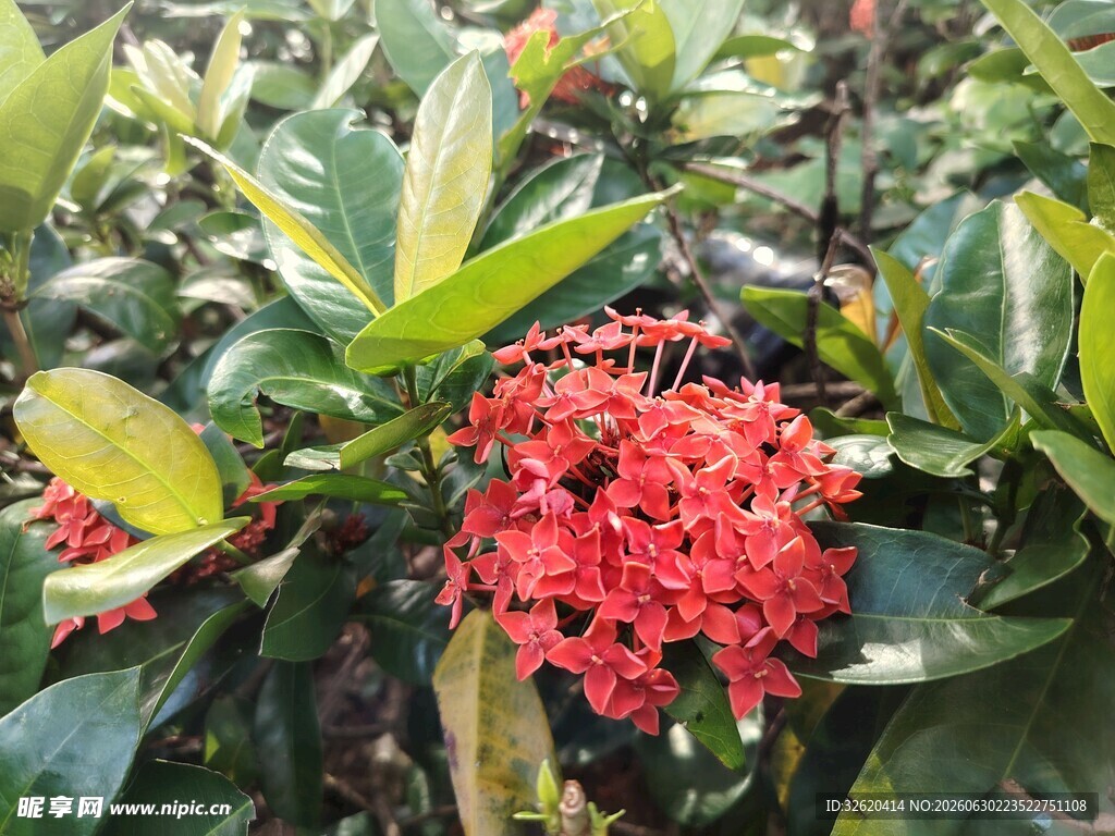 龙船花