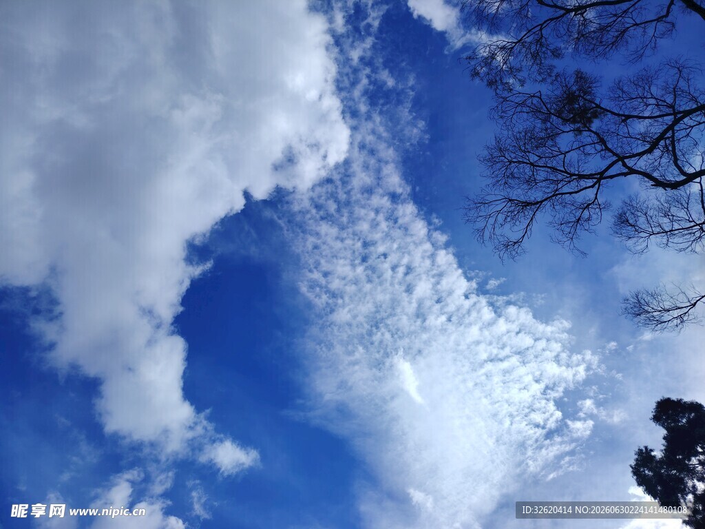 蓝天中的白云与枝头景观