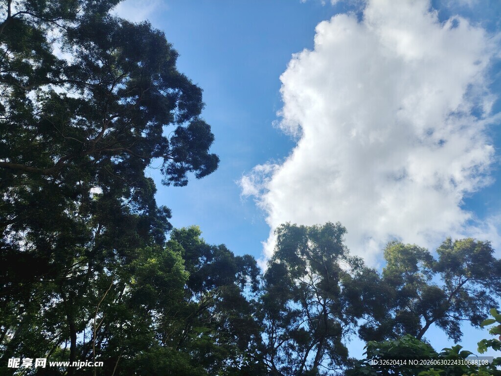 蓝天绿树间的白云美景
