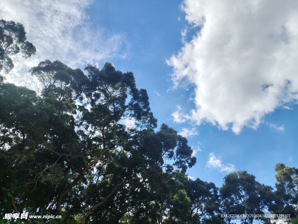 蓝天绿树间的清新景致