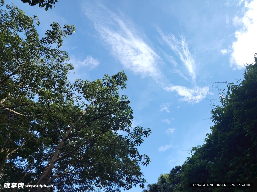 林间仰望蓝天与白云