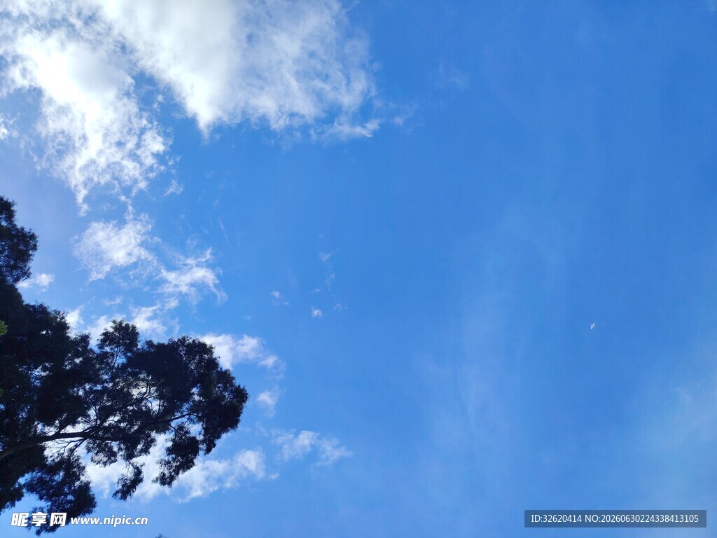 蓝天树影