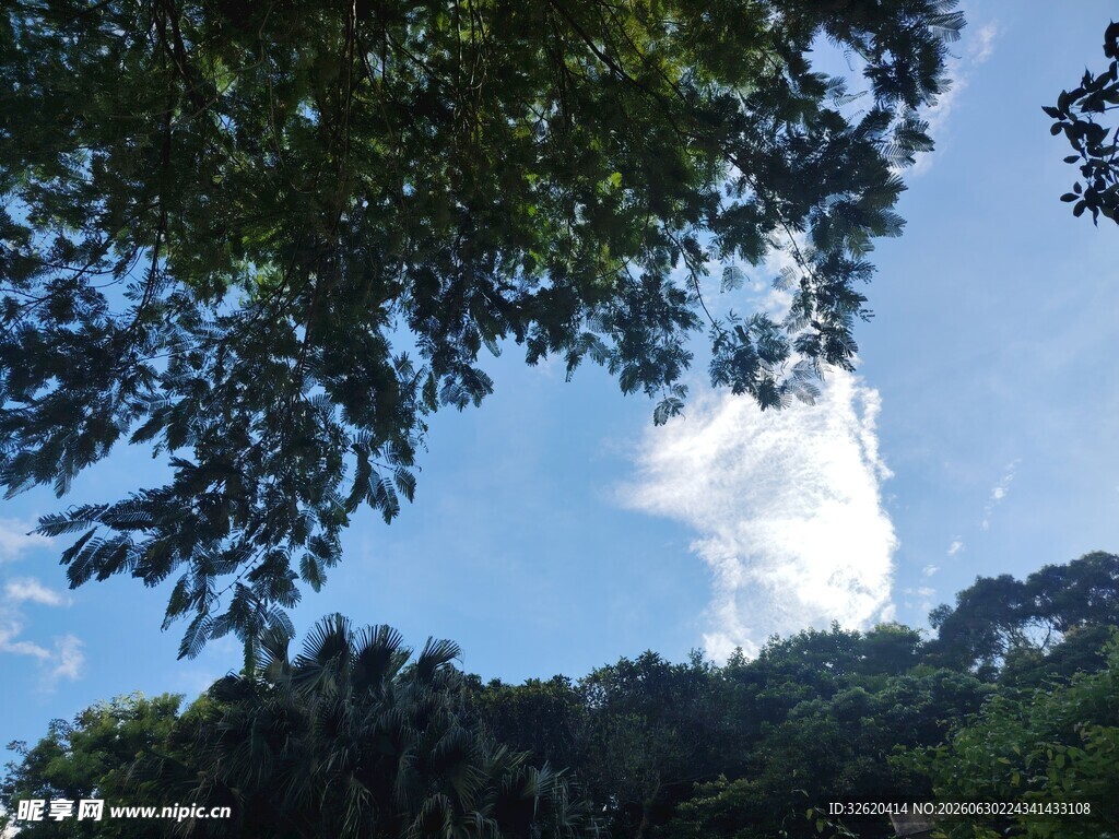 林间望云景