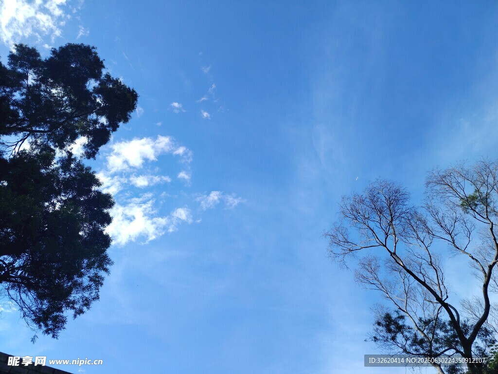 蓝天映衬下的树木