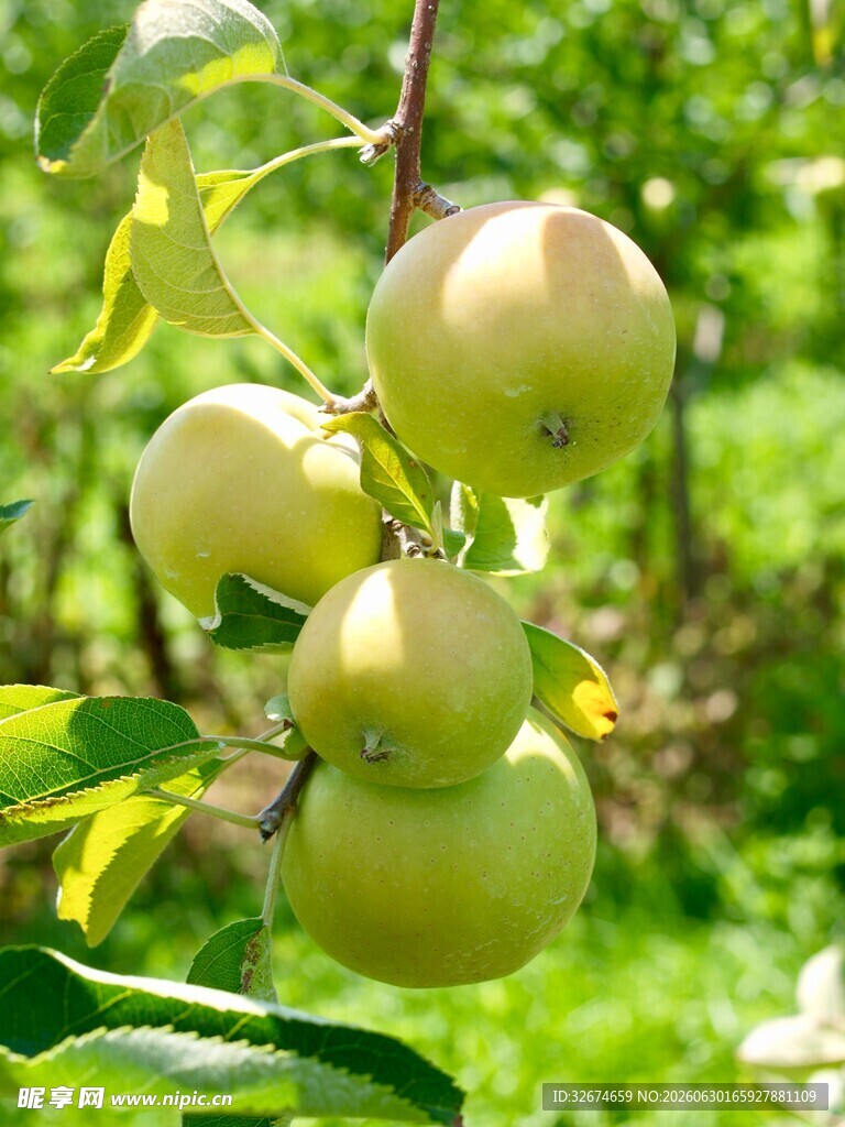 枝头青苹果清新自然风