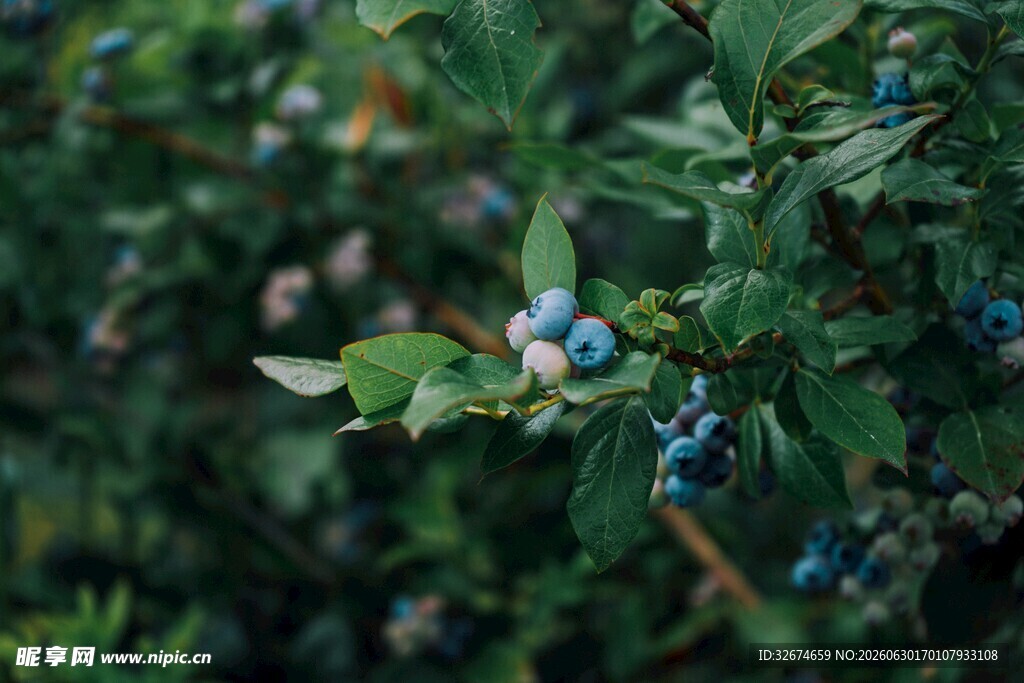 蓝莓植株上的饱满果实
