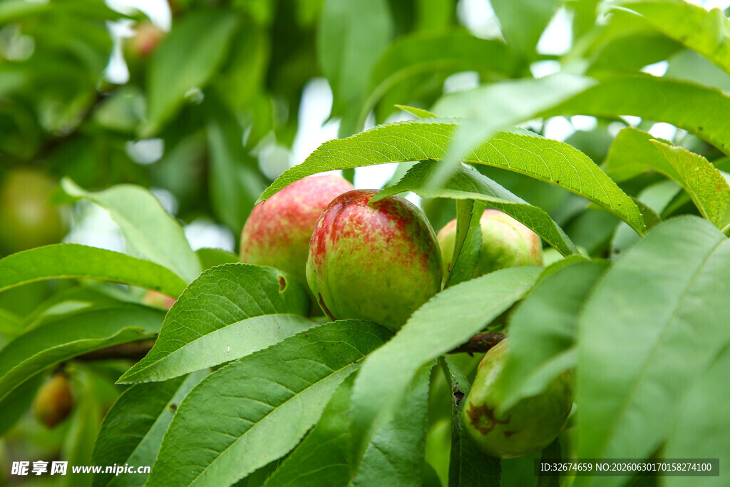 枝头鲜桃藏于绿叶间