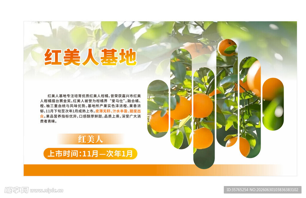 红美人柑橘苗木展示海报展板