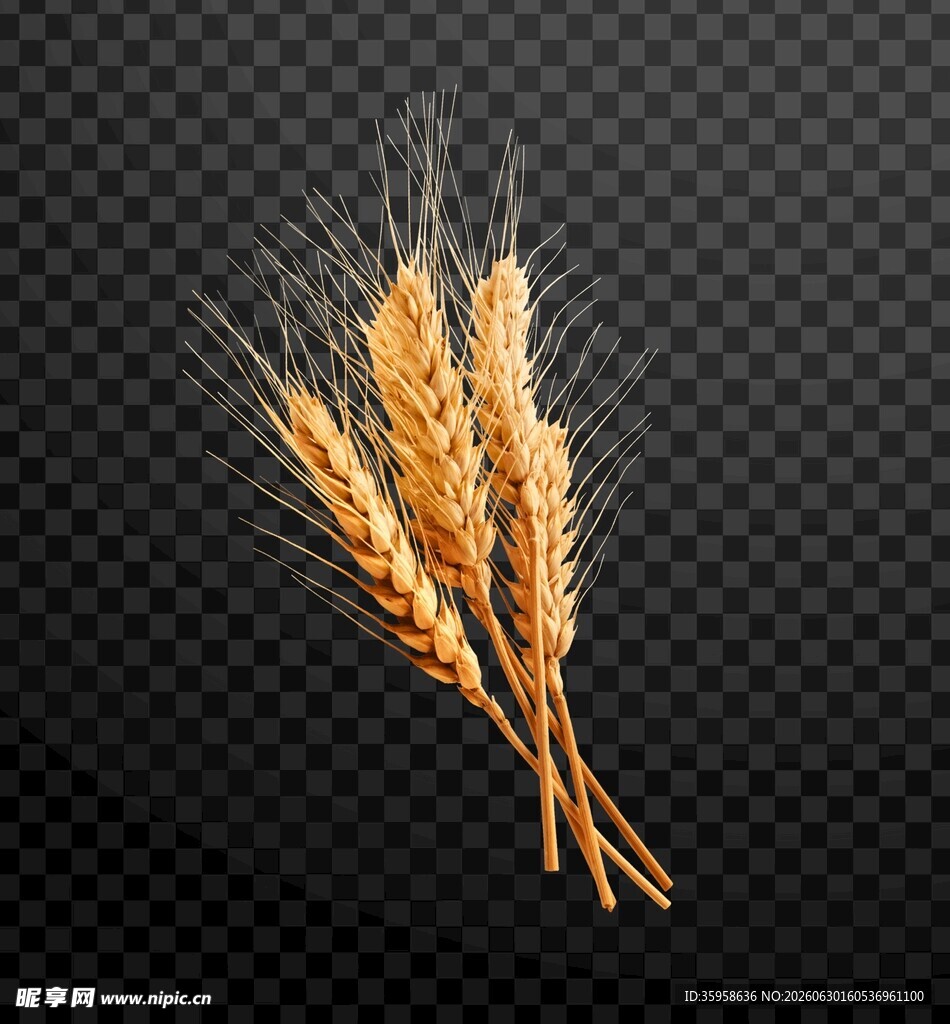 金黄麦穗