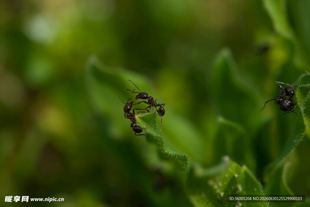 绿叶间的微小黑色生物