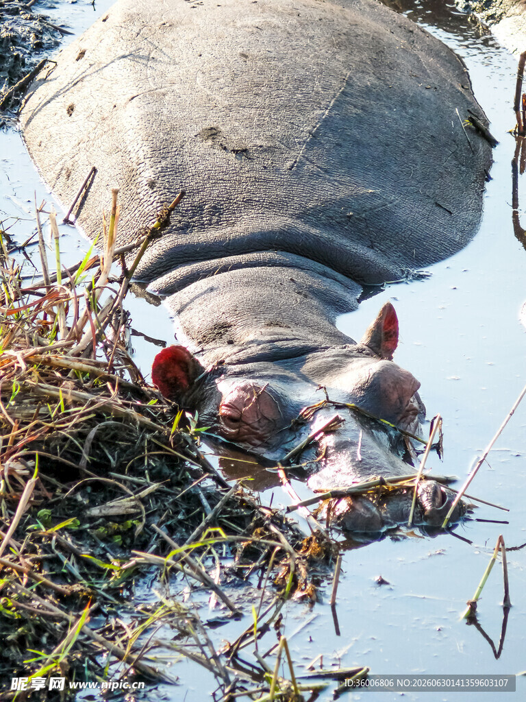 水中休憩的河马