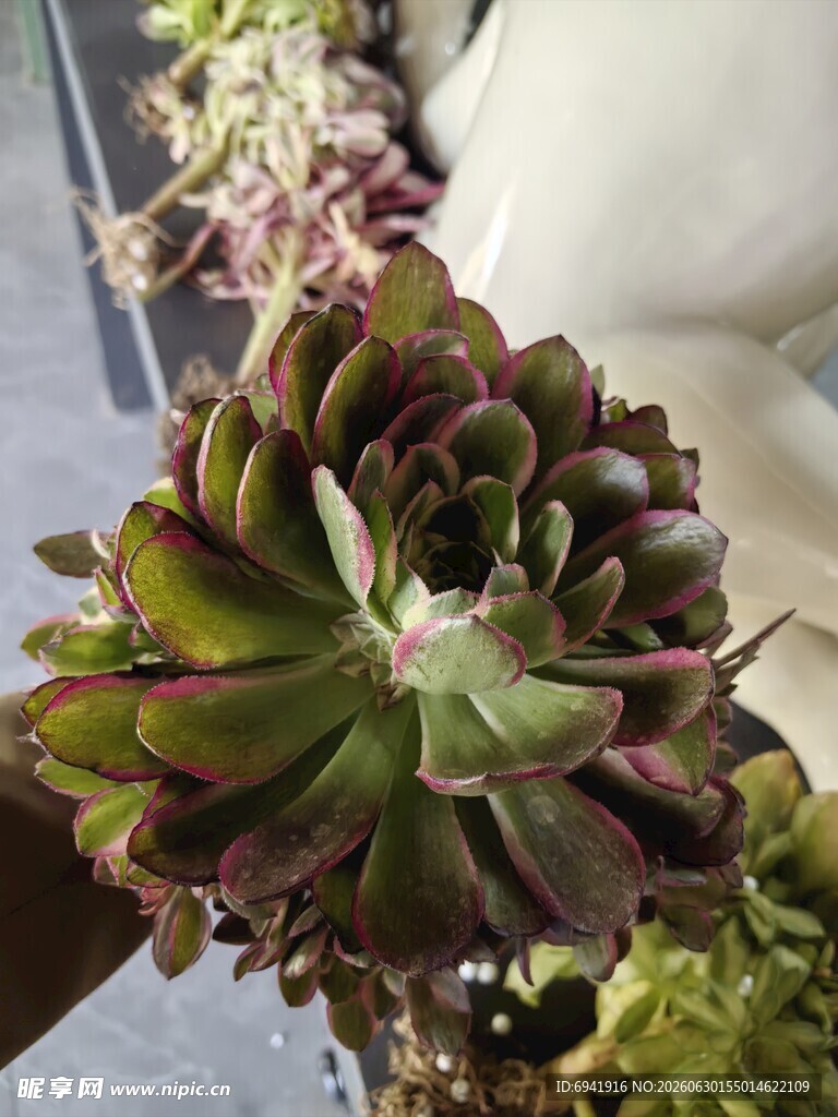 多彩多肉植物特写