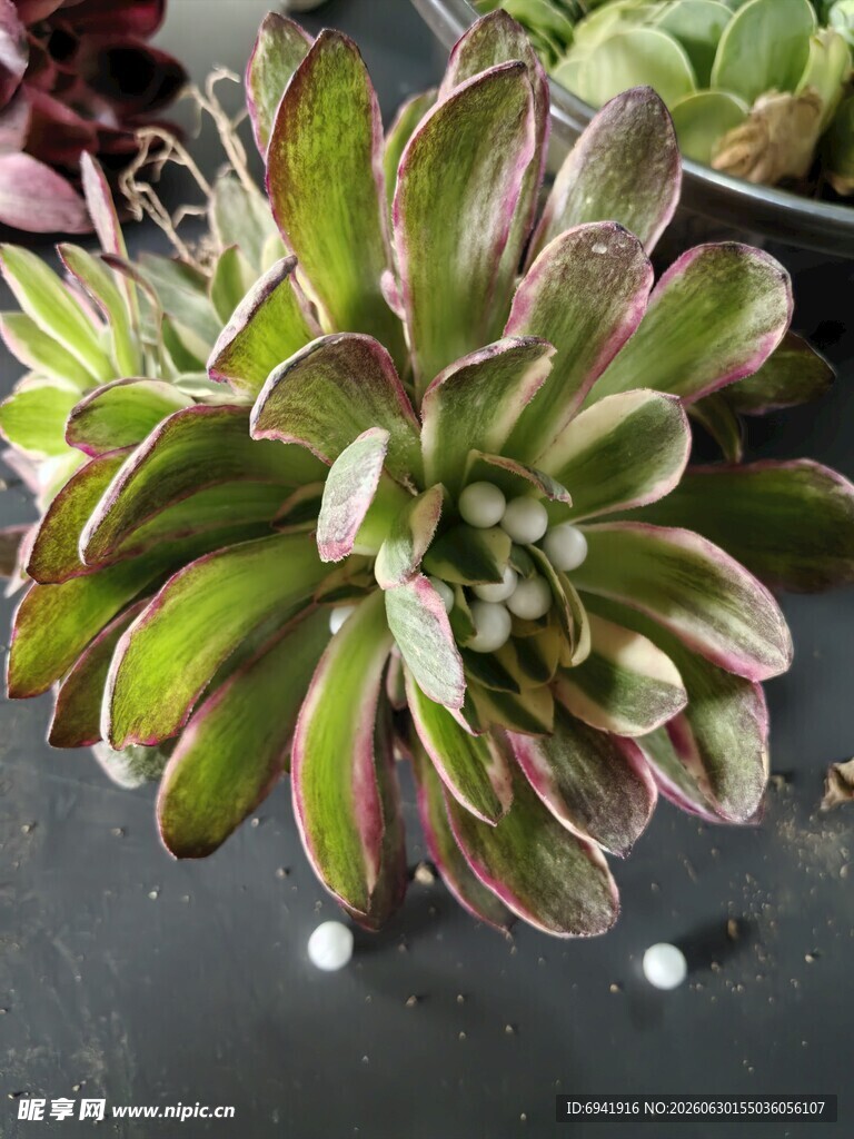 多彩多肉植物特写