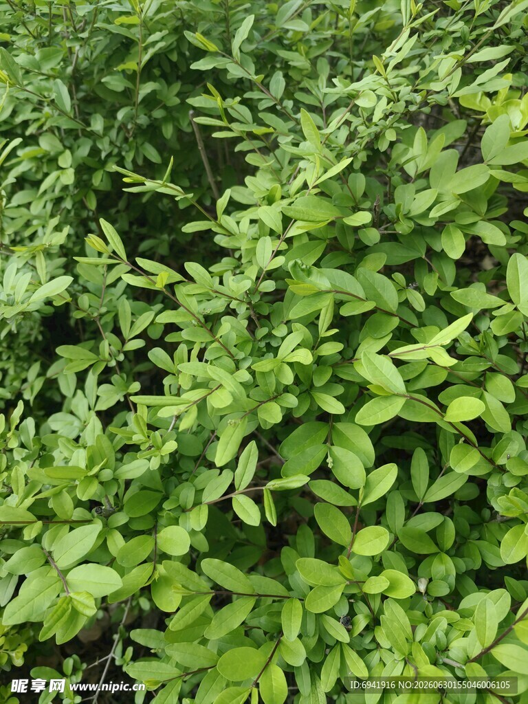 翠绿繁茂的植物景观