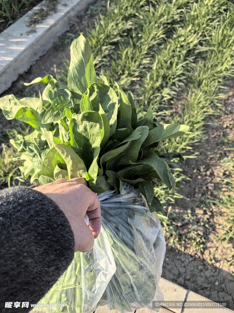 手捧新鲜蔬菜