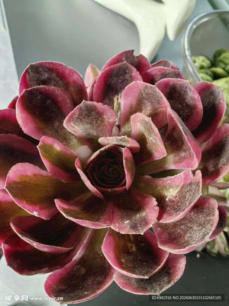 紫粉色多肉植物特写