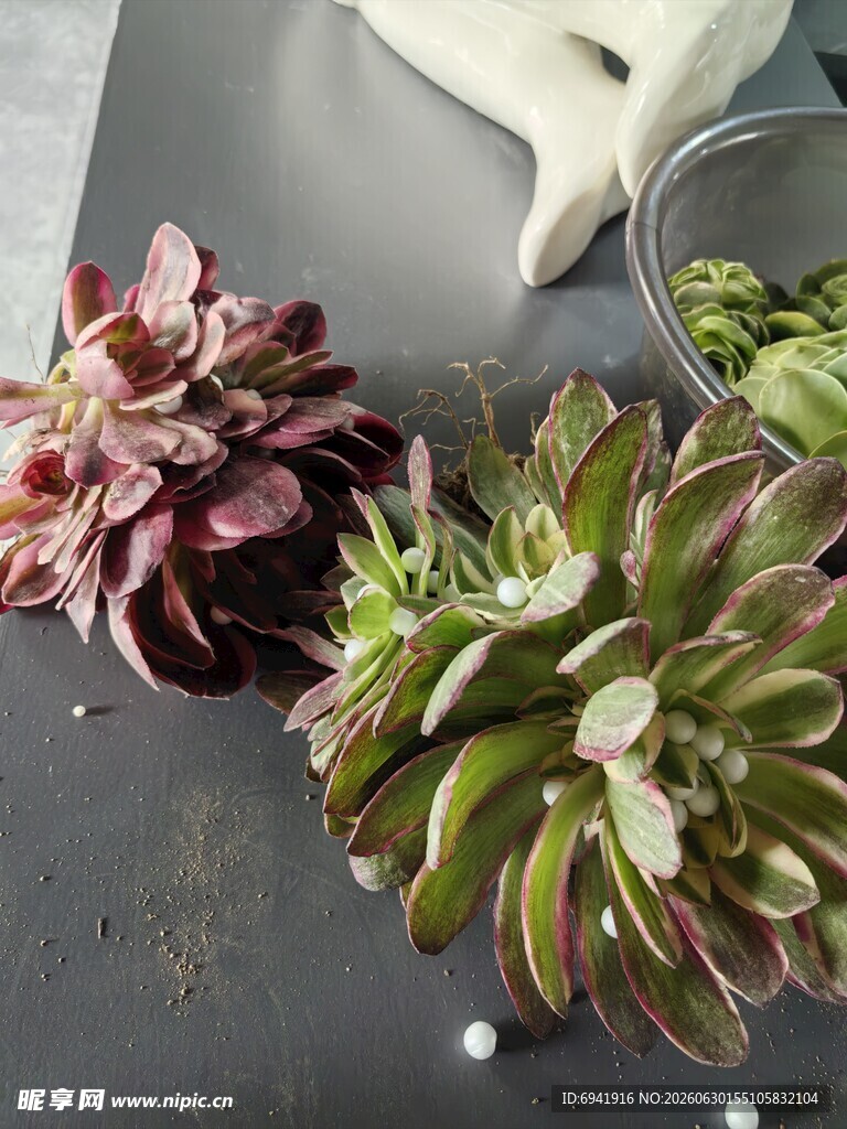 多彩多肉植物精致摆拍