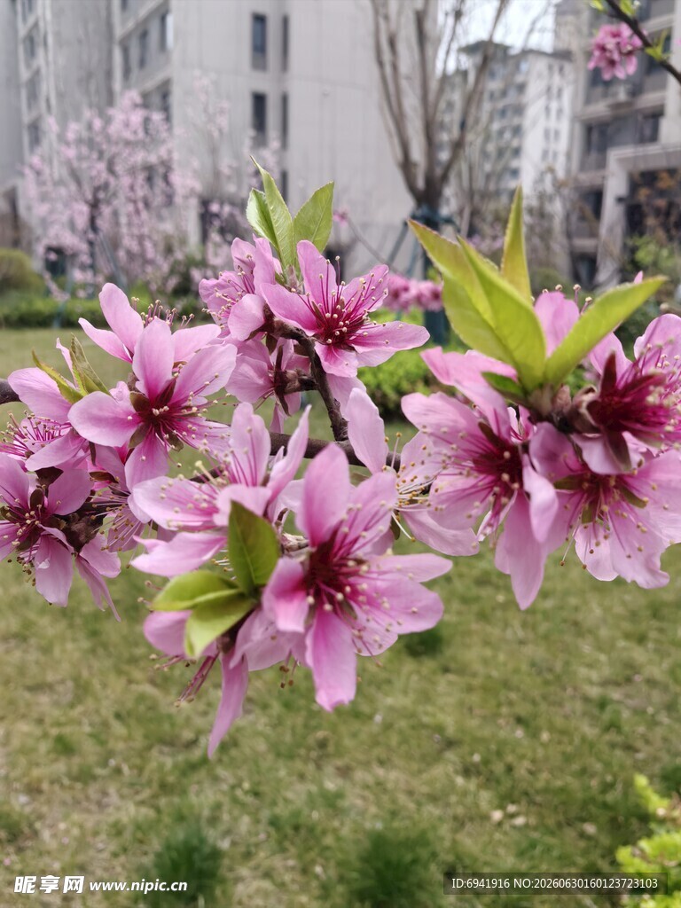 春日绽放的娇艳粉色花朵