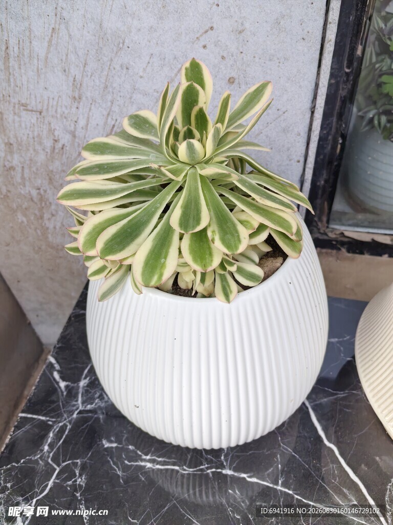 条纹绿植置于白色花盆中