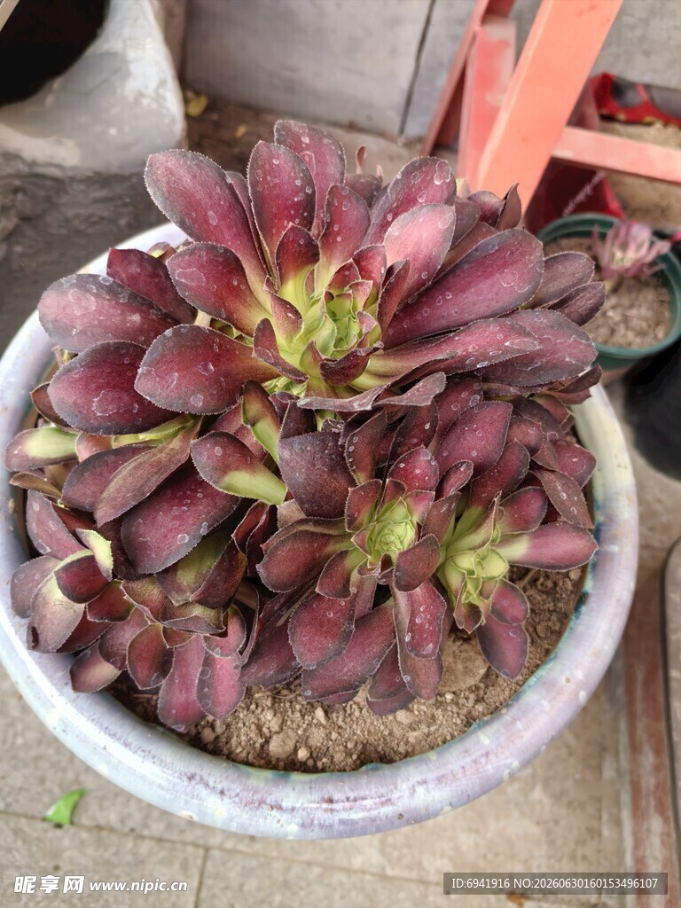 紫叶盆栽植物