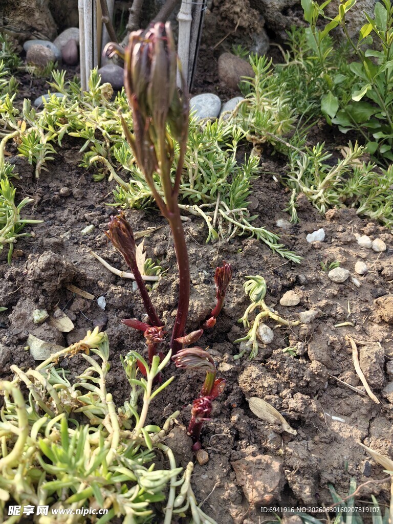 破土而出的新生植物