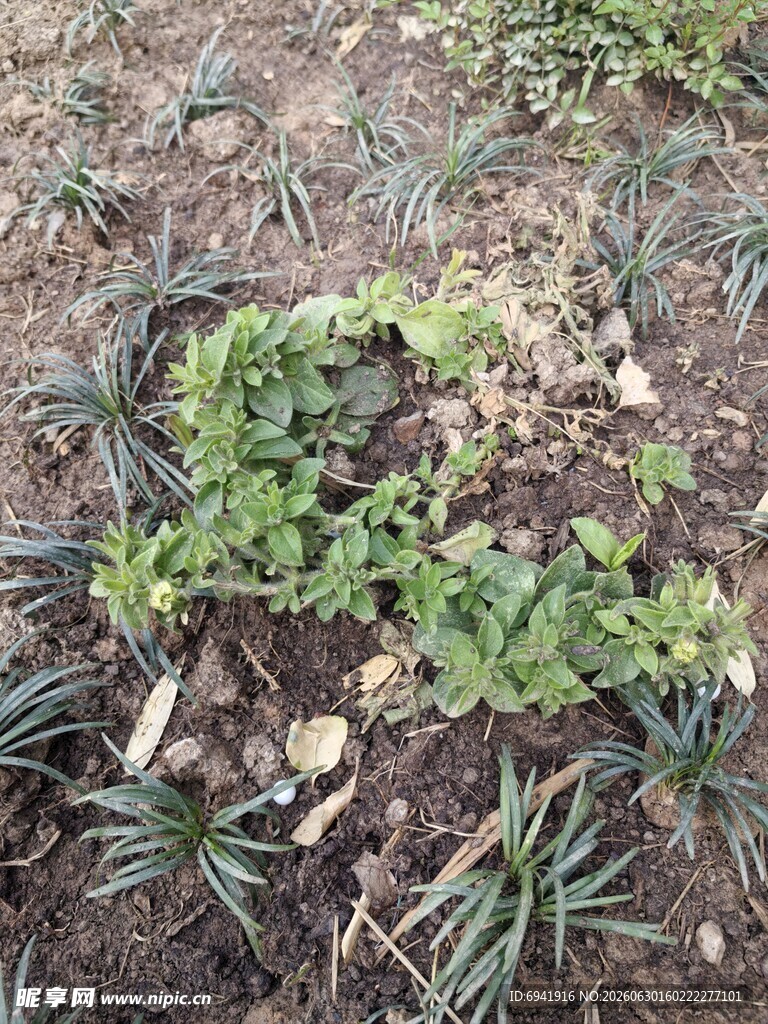 地面生长的嫩绿植物