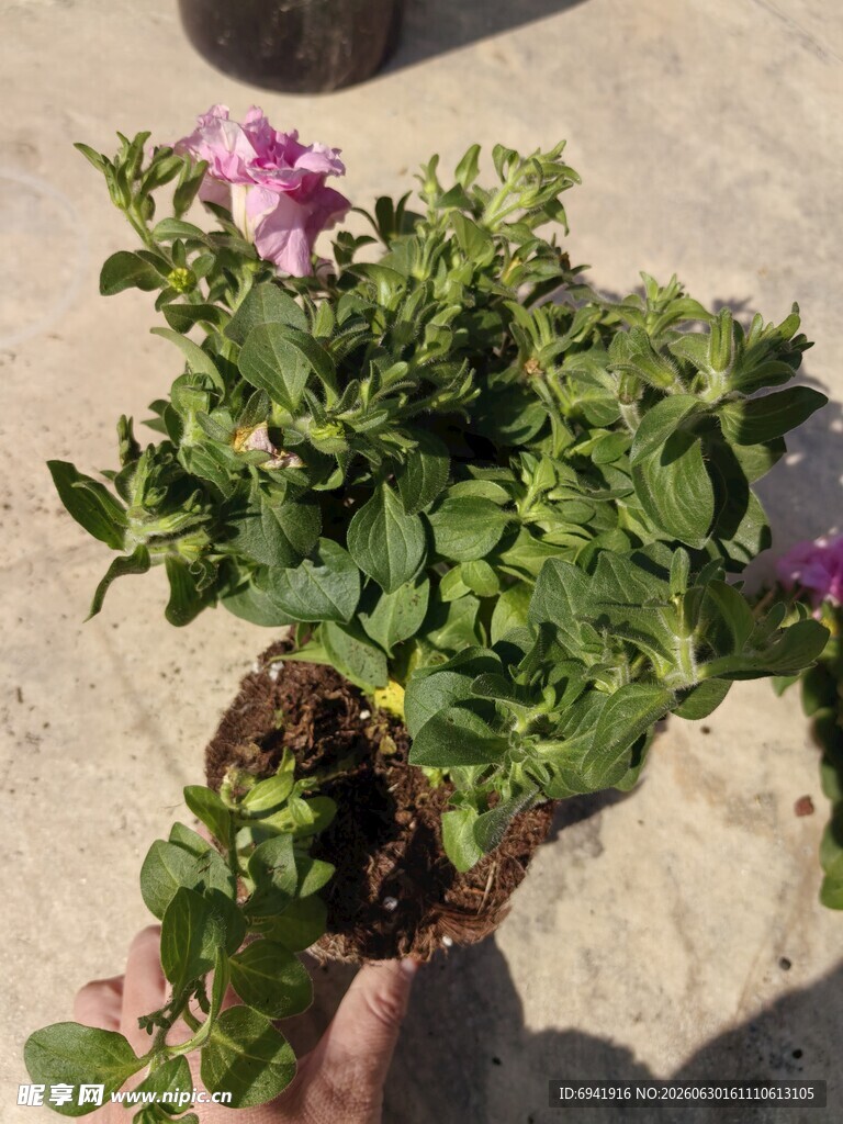 手持绿植带紫色小花