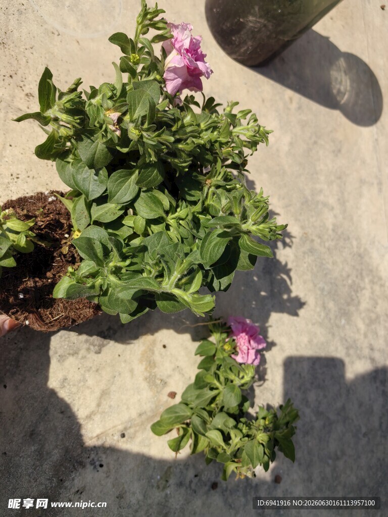 盆栽植物