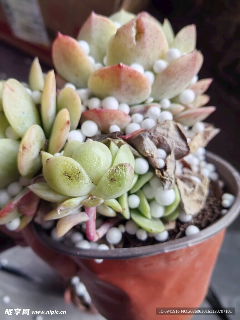 多彩多肉盆栽