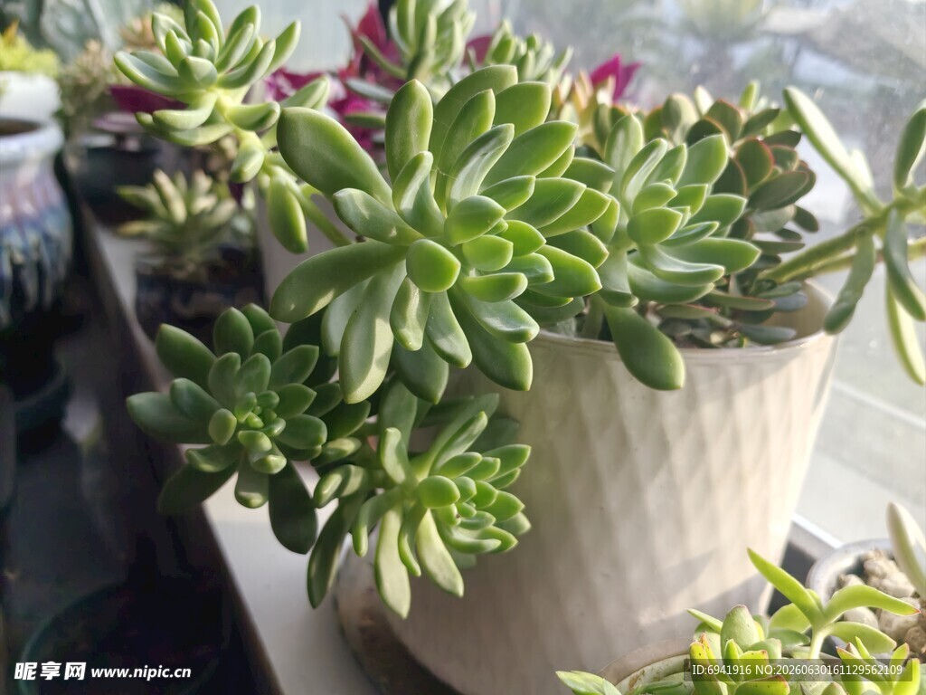 可爱多肉植物盆栽展示