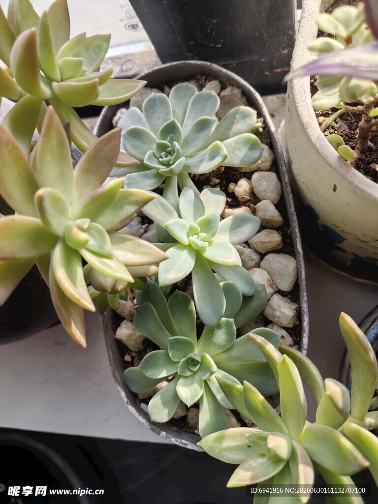 可爱多肉植物盆栽展示