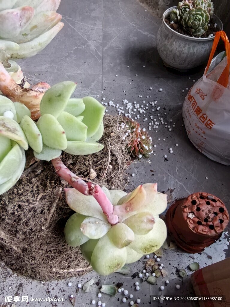 多彩多肉植物组合展示