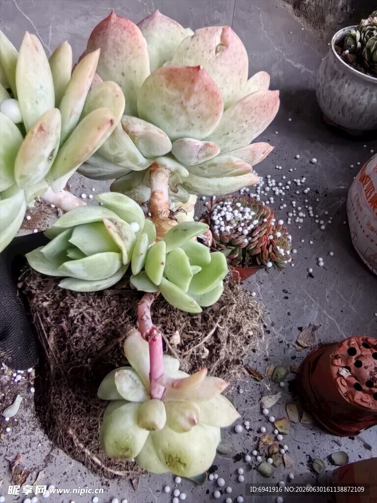 多彩多肉植物盆栽景观