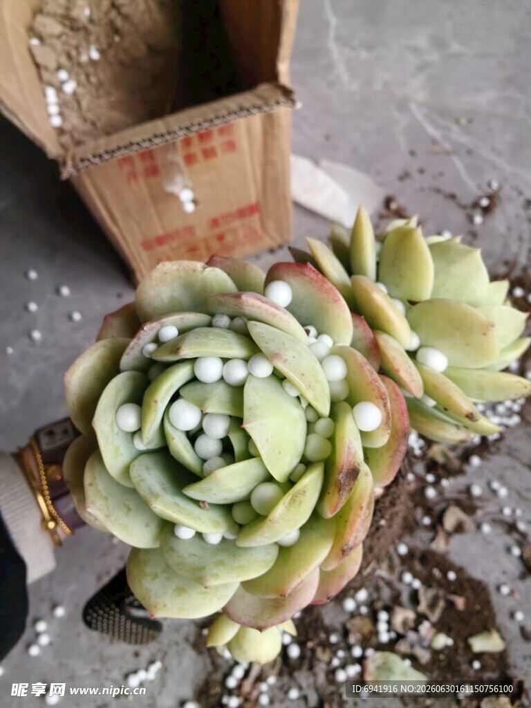 可爱多肉植物特写