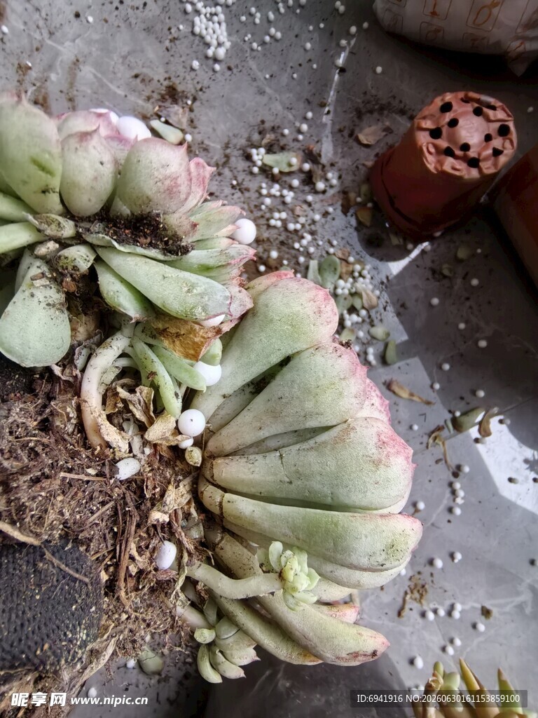 多肉植物特写