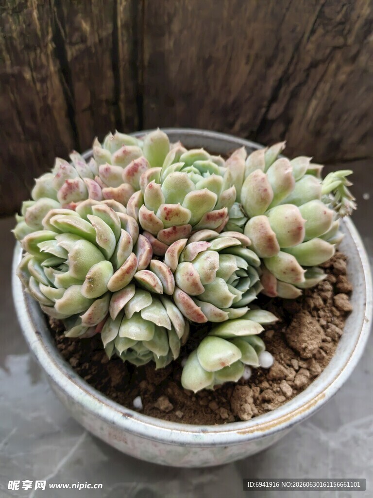 多肉植物组合盆栽
