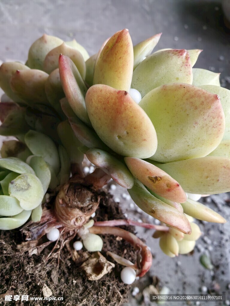 可爱多肉植物特写