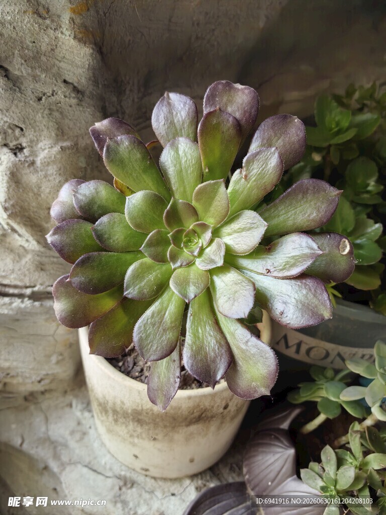 精致多肉植物盆栽展示