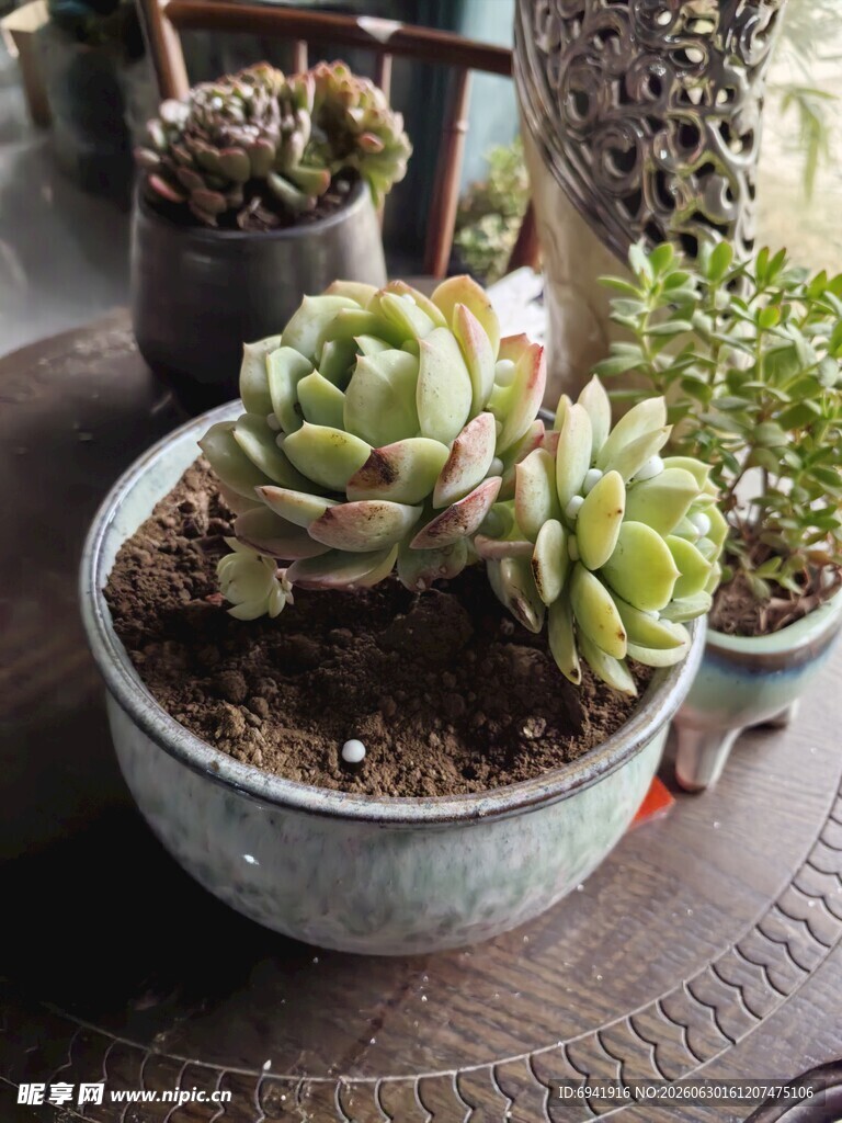 精致盆栽多肉植物组合