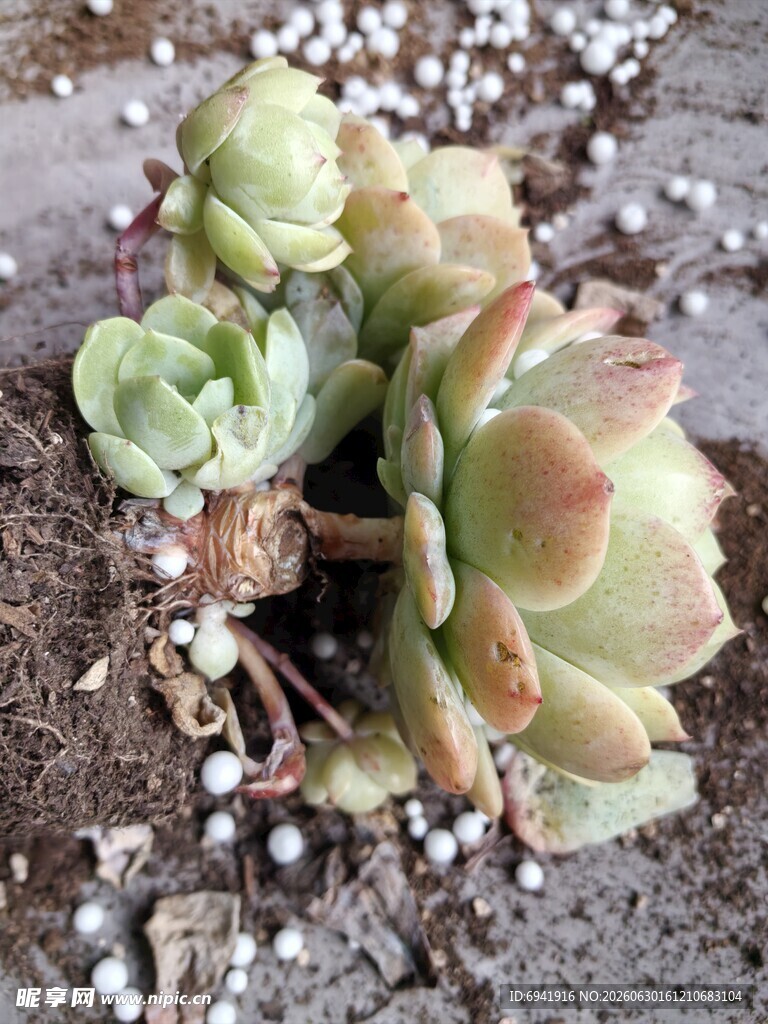 可爱多肉植物特写