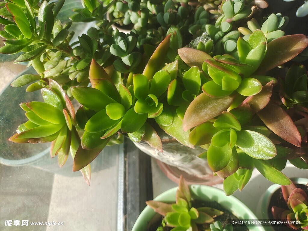 多彩多肉植物盆栽展示