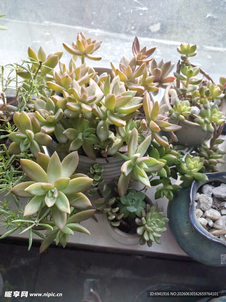 多肉植物盆栽展示